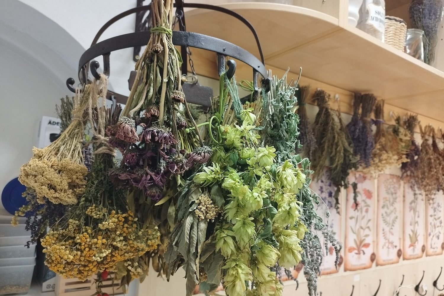 Bouquets de plantes médicinales suspendus pour le séchage